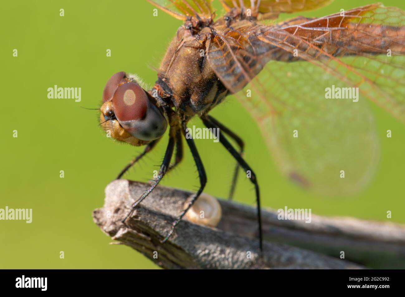Macro foto di incredibile dragonfly tenere su ramo asciutto di fronte a sfondo verde con spazio di copia. Aeshnidae resiste al vento mentre si trova su un reggiseno Foto Stock