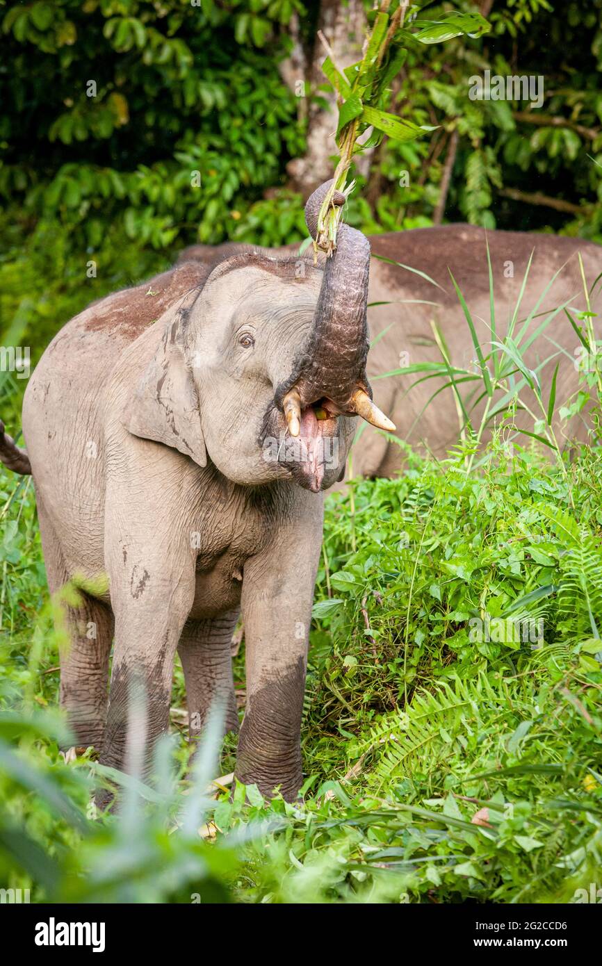 Elefante pygmy del Borneo (Elephas maximus borneensis), il bambino che mangia nella giungla, la foresta pluviale del Borneo. Fiume Kinabatang, Borneo, Asia Foto Stock