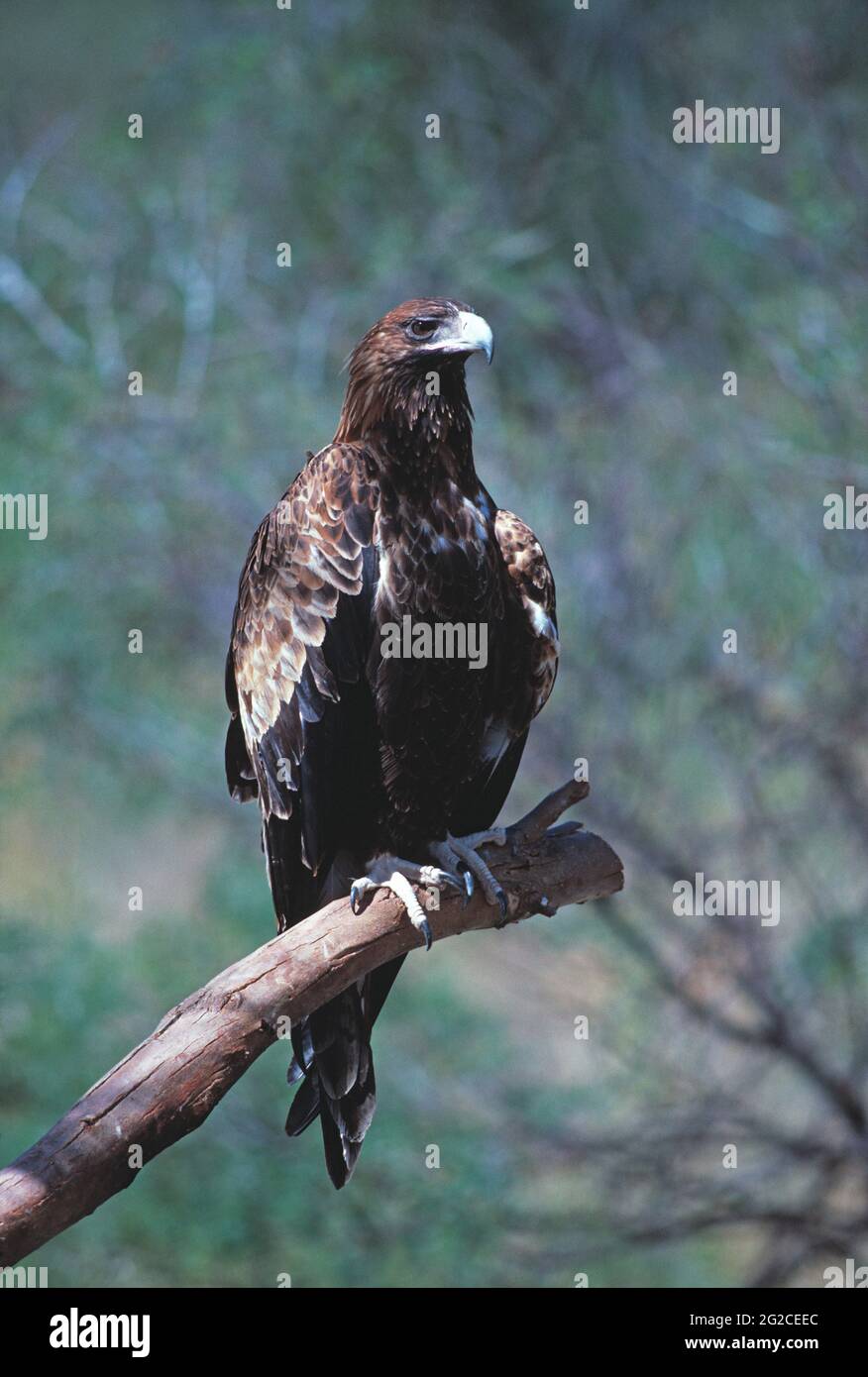 Australia. Uccello di preda. Aquila con coda di zeppa. Aguila audax. Foto Stock