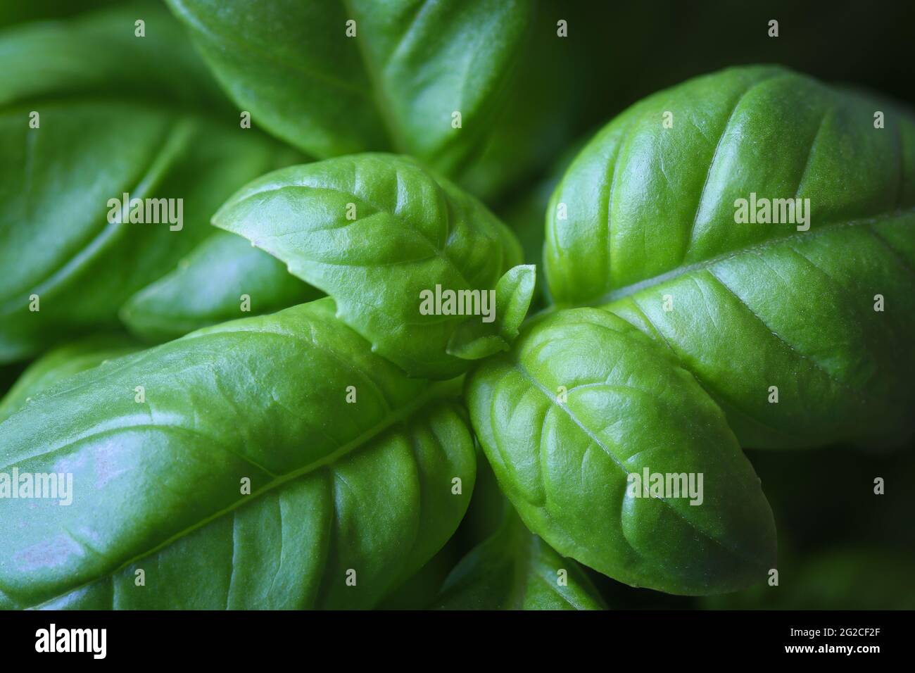 Macro primo piano su foglie fresche di basilico verde Foto Stock