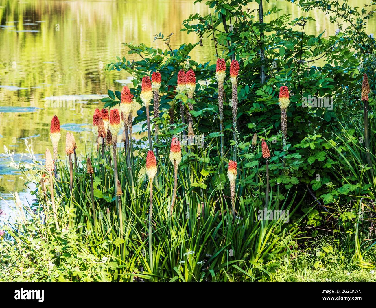 Gli hot pokers rossi, Kniphofia, che crescono ai margini di un piccolo lago. Foto Stock