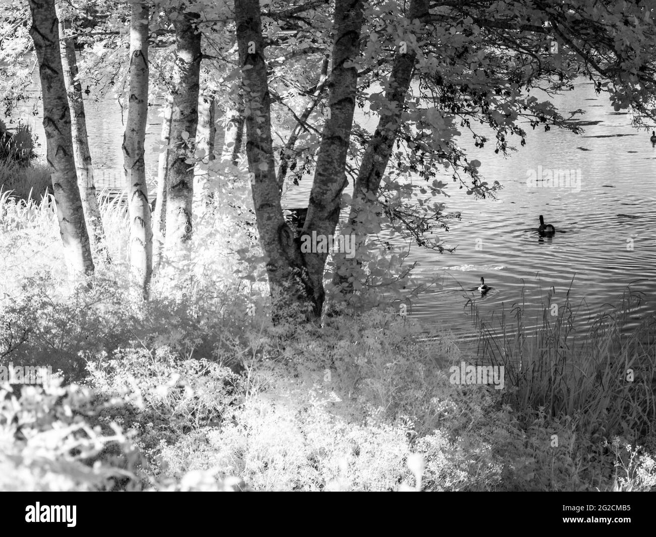 Una soleggiata serata estiva in un piccolo lago a Swindon, Wiltshire, a infrarossi. Foto Stock
