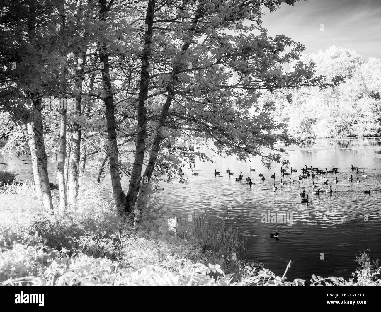 Una soleggiata serata estiva in un piccolo lago a Swindon, Wiltshire, a infrarossi. Foto Stock