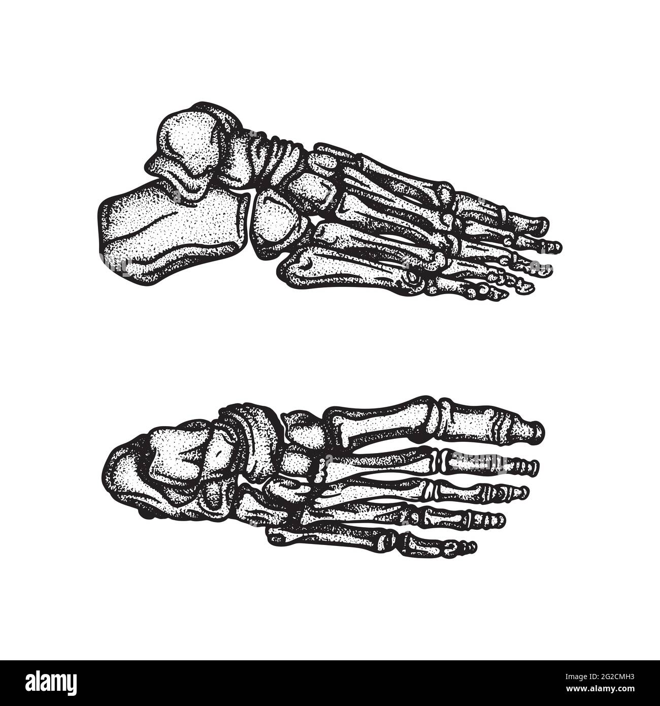 Piede. Set di illustrazioni vettoriali disegnate a mano dall'alto e dal lato delle ossa del piede. Parte della grafica dello scheletro umano. Illustrazione Vettoriale