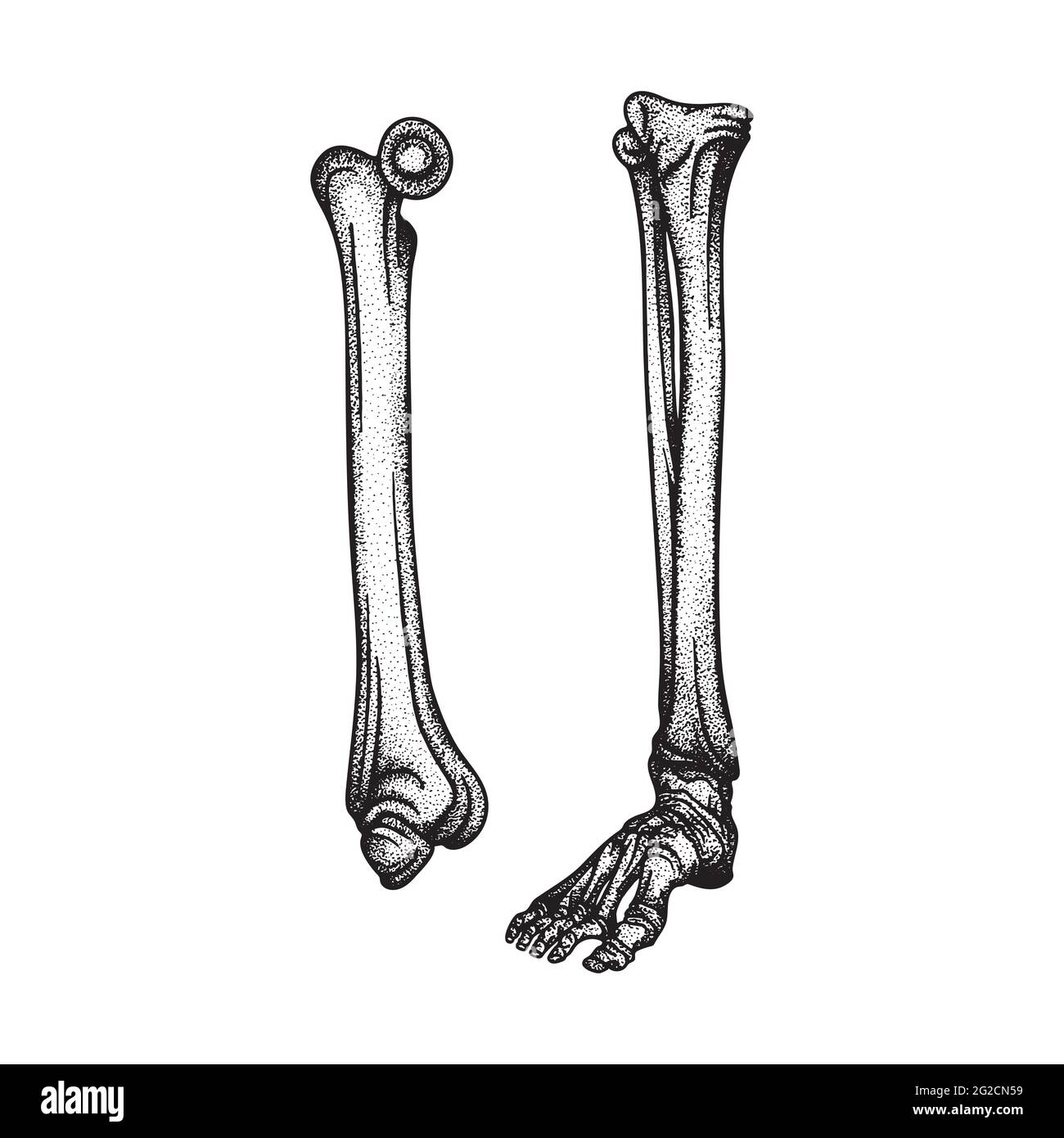 Piede. Set di illustrazioni vettoriali disegnate a mano dall'alto e dal lato delle ossa del piede. Parte della grafica dello scheletro umano. Illustrazione Vettoriale