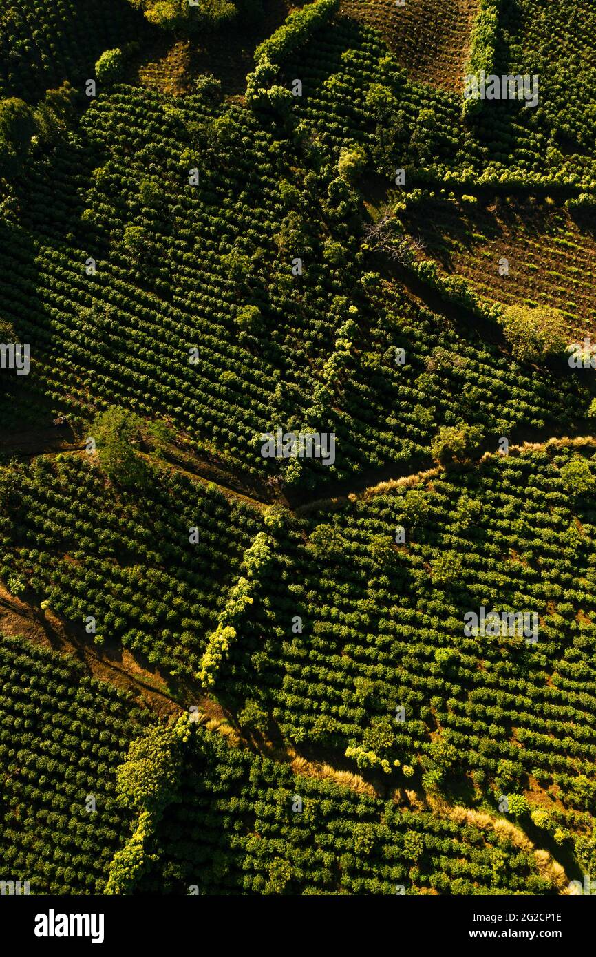 Campi di caffè in Costa Rica fotografia aerea drone Foto Stock