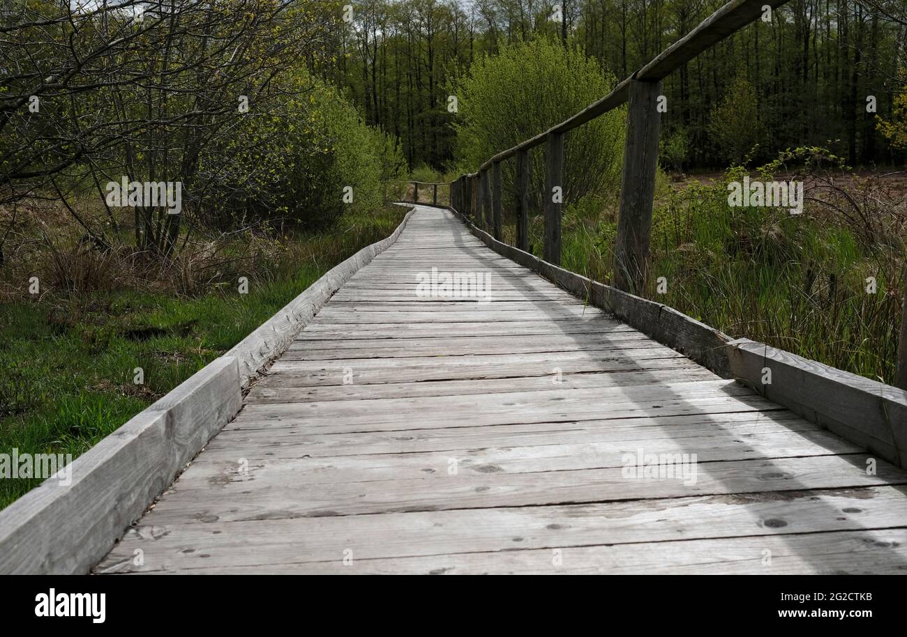 Sentiero in legno che conduce attraverso una foresta nella regione di Eifel Foto Stock