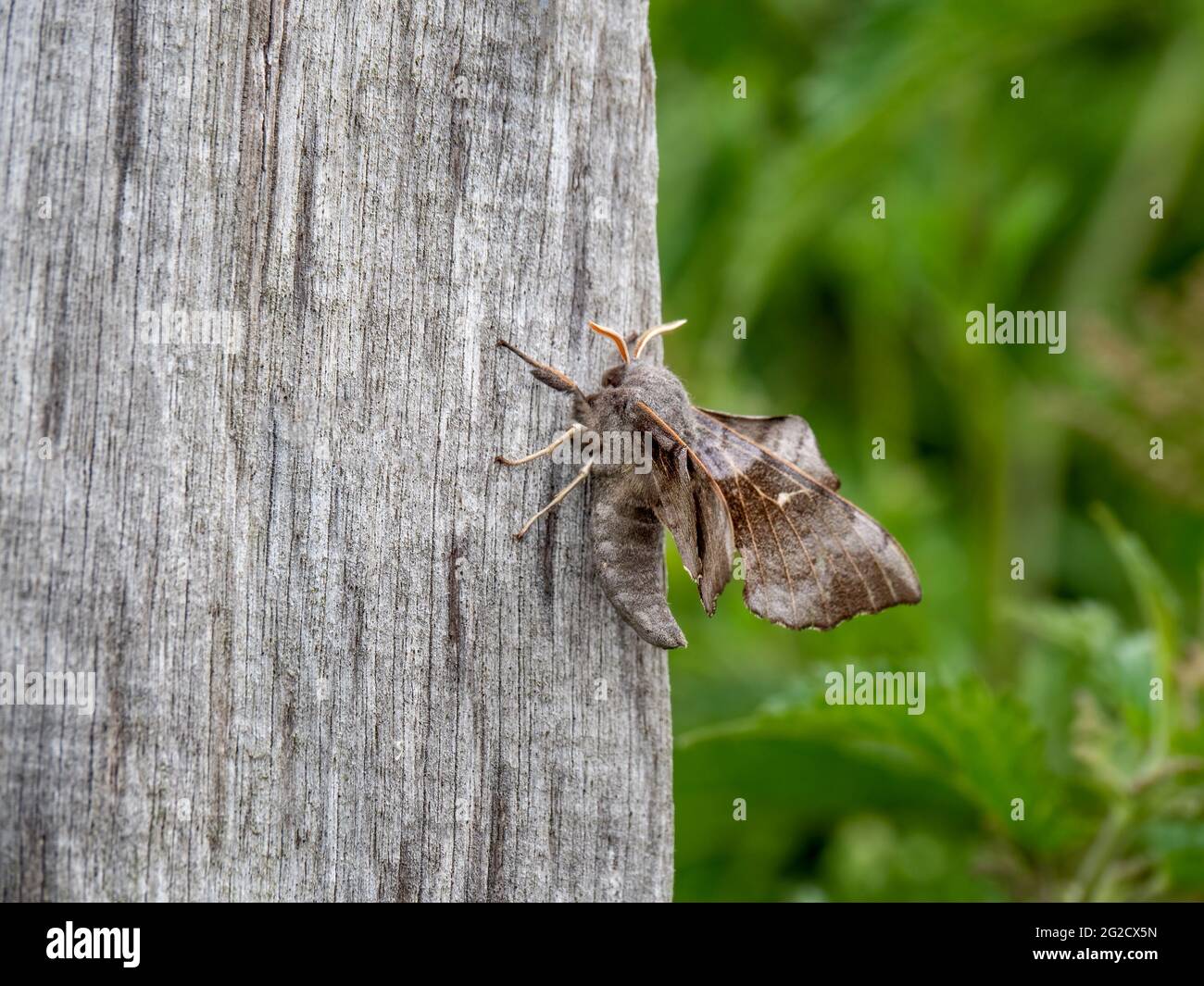 Laothoe populi aka falco-falco di pioppo sul posto. Profilo. Foto Stock