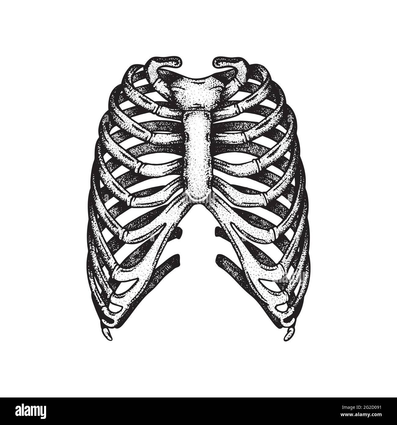 Costole umane. Ossa umane della nervatura illustrazione vettoriale disegnata a mano. Parte della grafica dello scheletro umano. Illustrazione Vettoriale