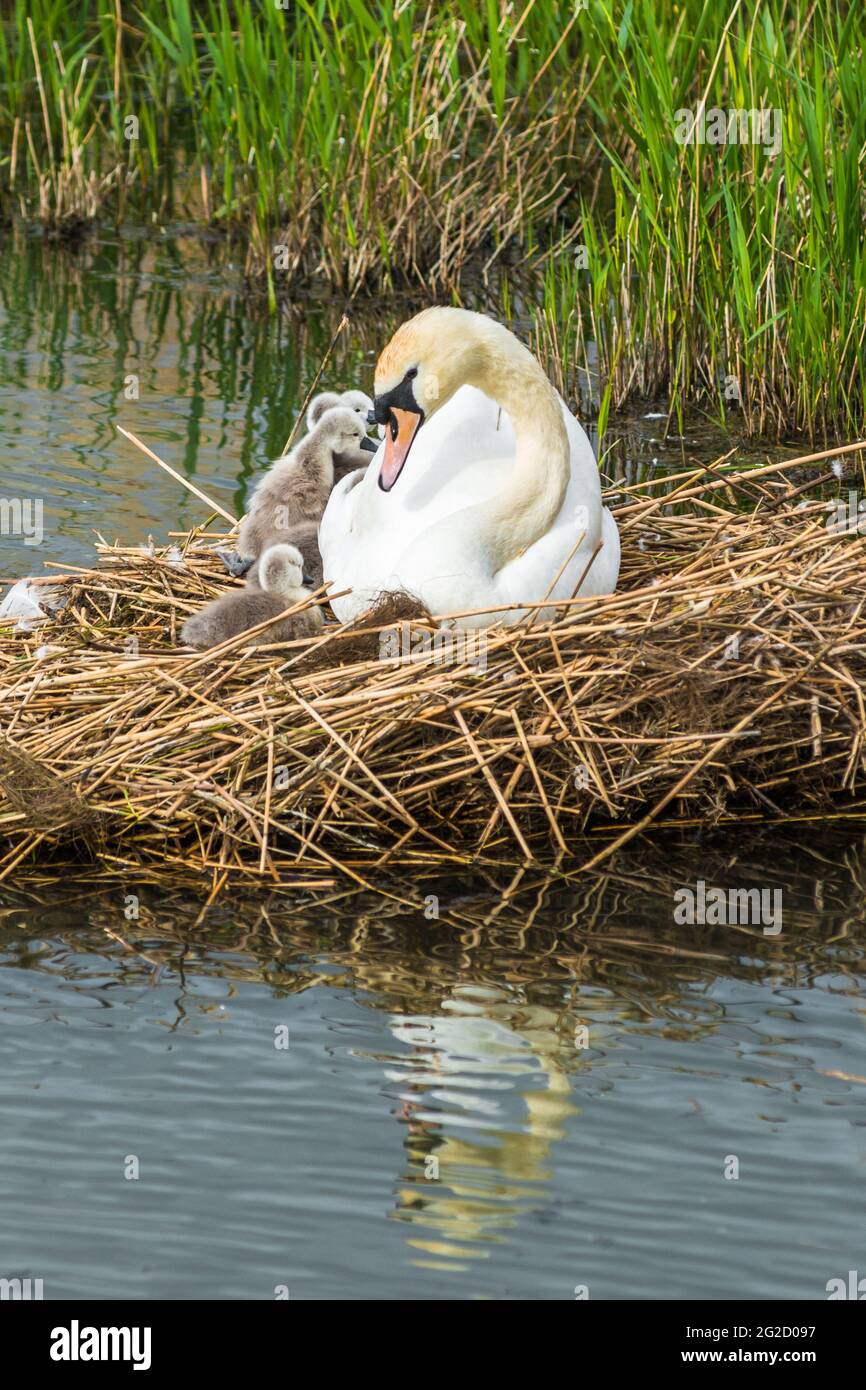 Mute madre e padre di cigno e nuovi nati cigneti a Cambridgeshire, Regno Unito Foto Stock