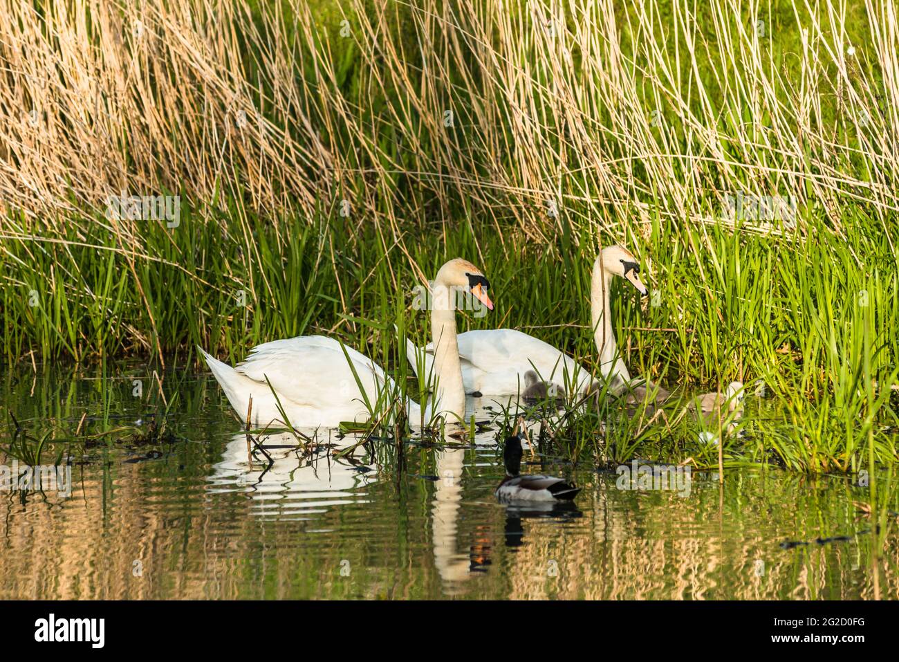 Mute madre e padre di cigno e nuovi nati cigneti a Cambridgeshire, Regno Unito Foto Stock