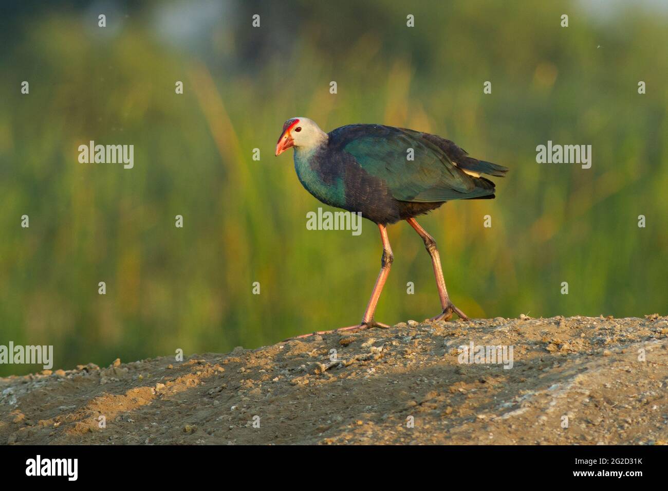 Swamphen a testa grigia (Porphyrio poliocephalus) Foto Stock