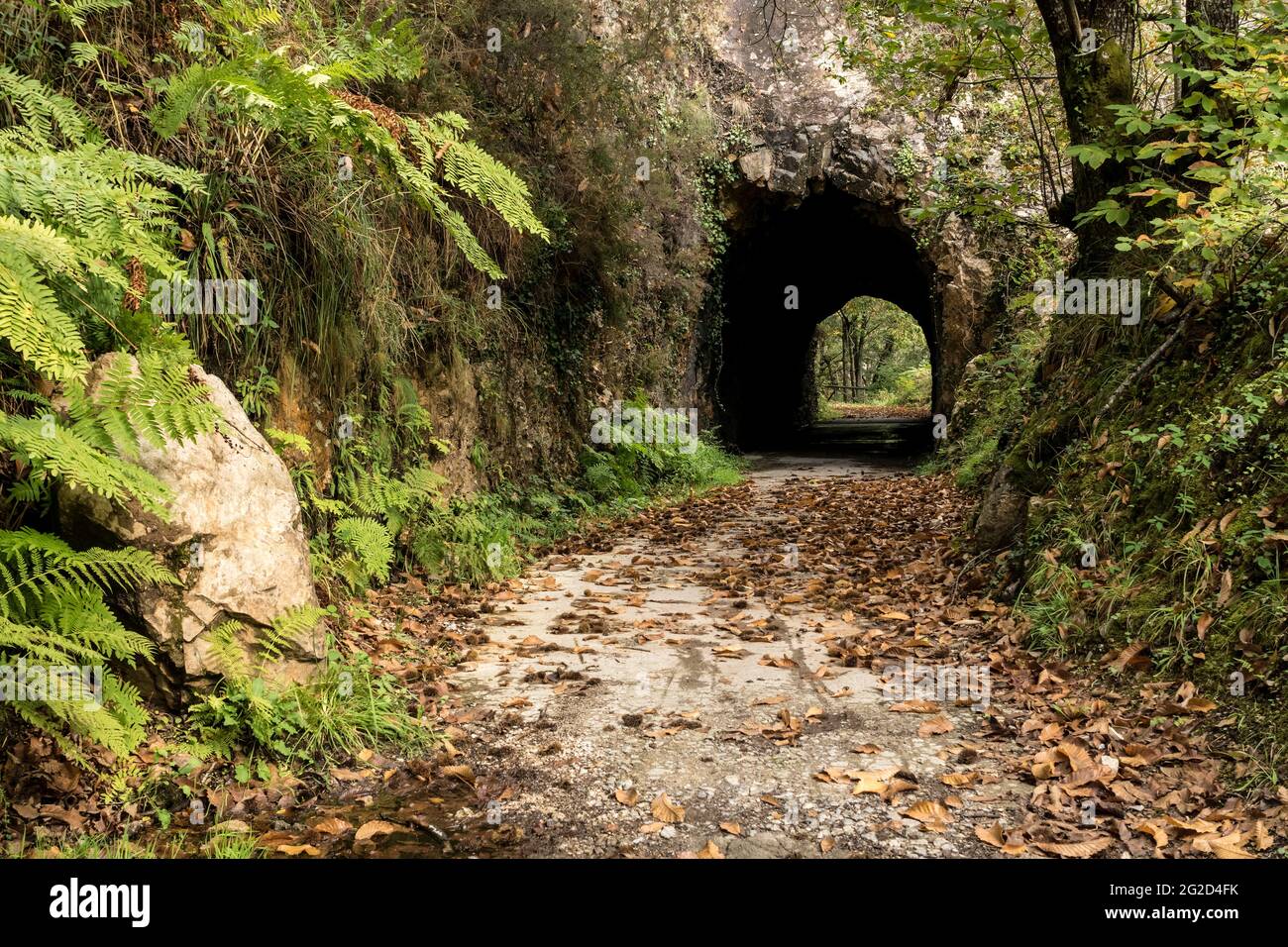 Ponte di legno nel modo Bear trekking in autunno. Teverga, Asturie, Spagna. Foto Stock