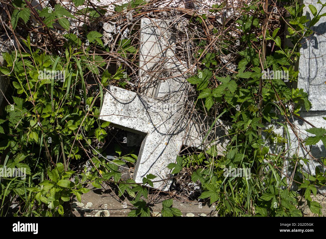 Le croci sopravsviluppate nel cimitero. Foto Stock