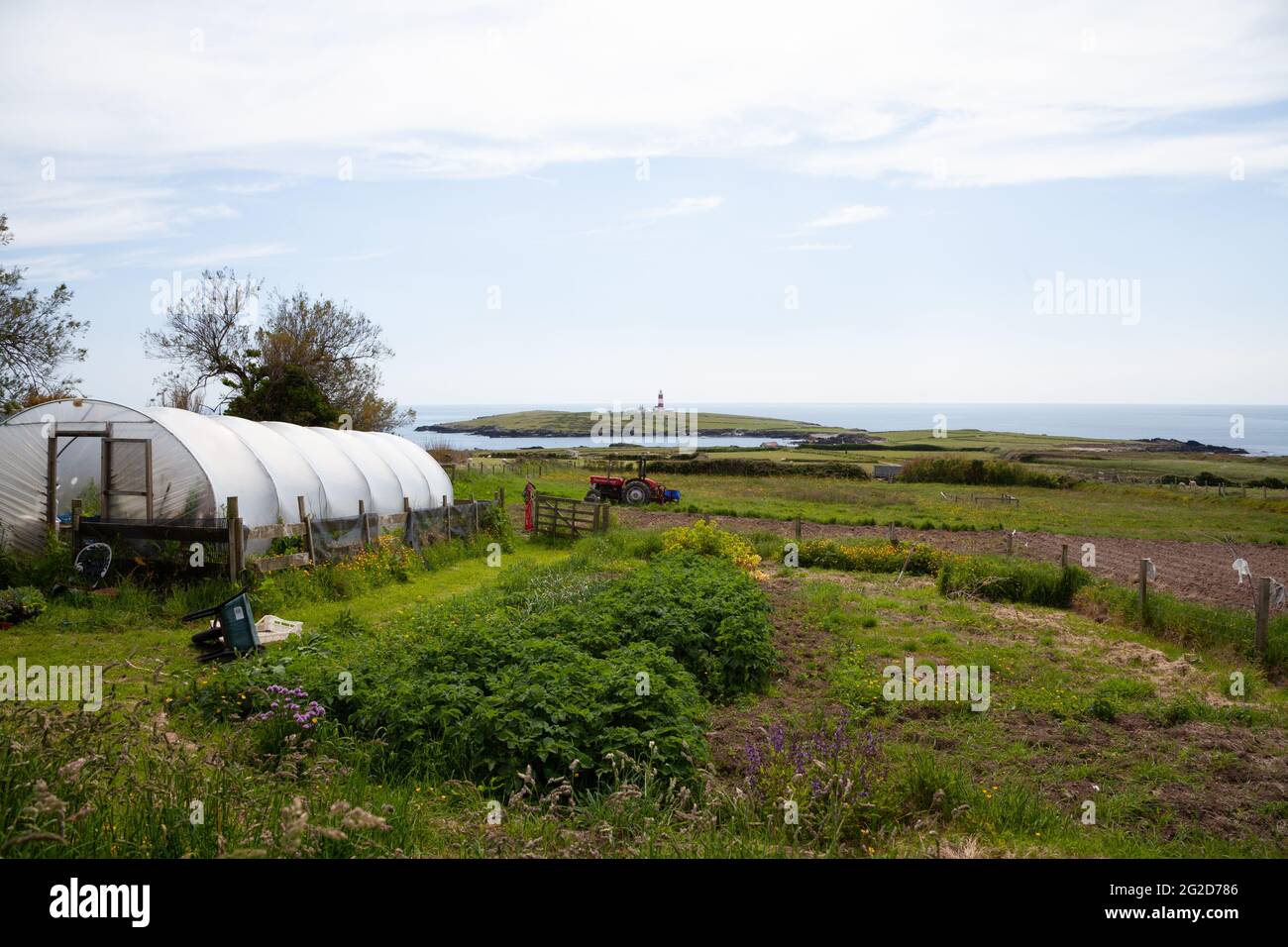 Polifunnel e verdure / ortaggi / mercato giardino vicino alla Fattoria Fferm Ty Pellaf su Ynys Enlli / Isola di Bardsey e faro in lontananza Foto Stock