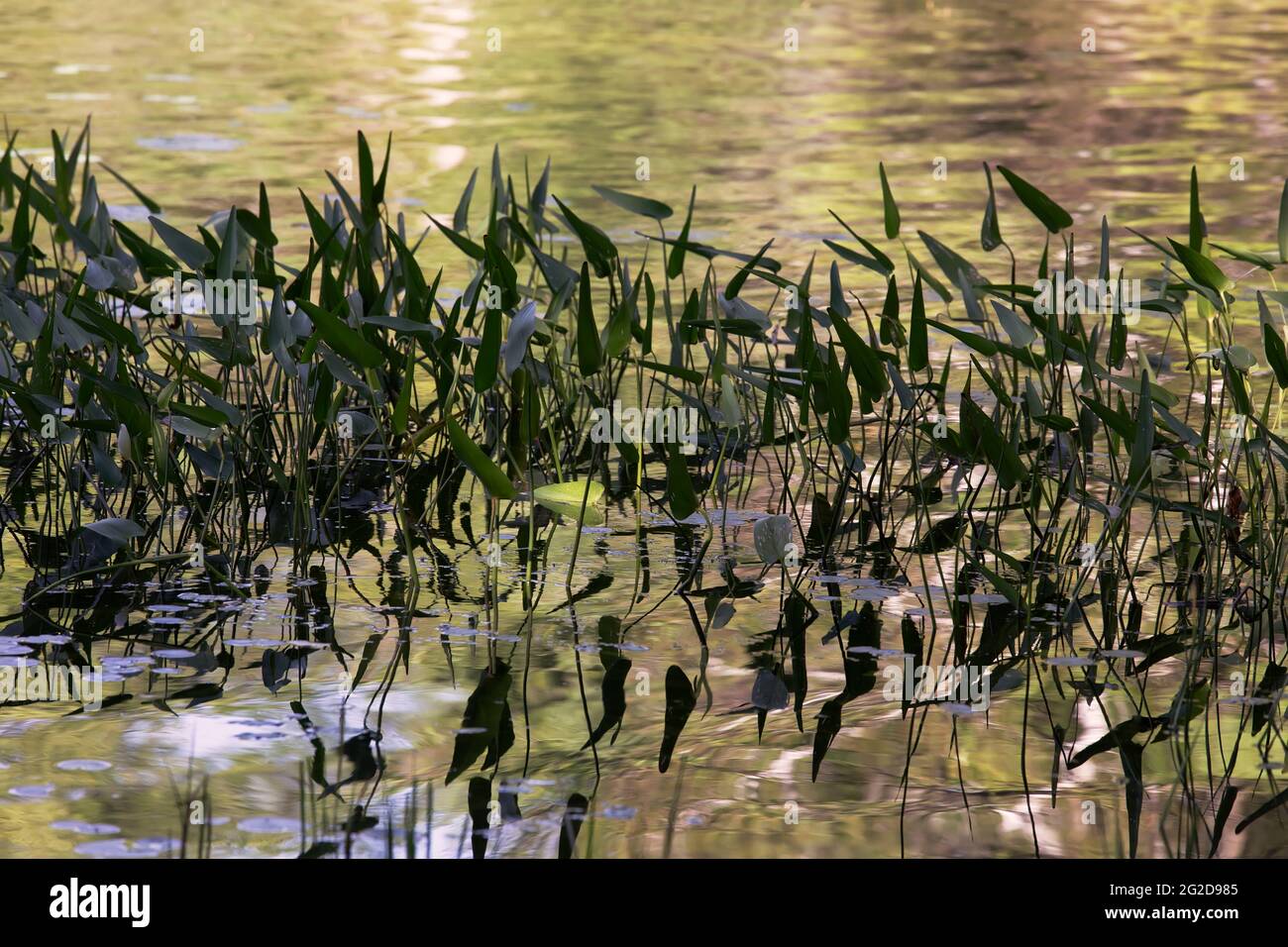 Un lago con le piante di freccia di foglia larga che crescono su Waters Edge Foto Stock