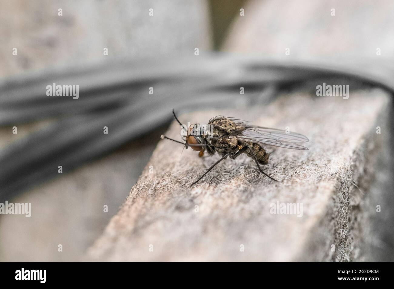 Esempio di mosca comune in primo piano Foto Stock