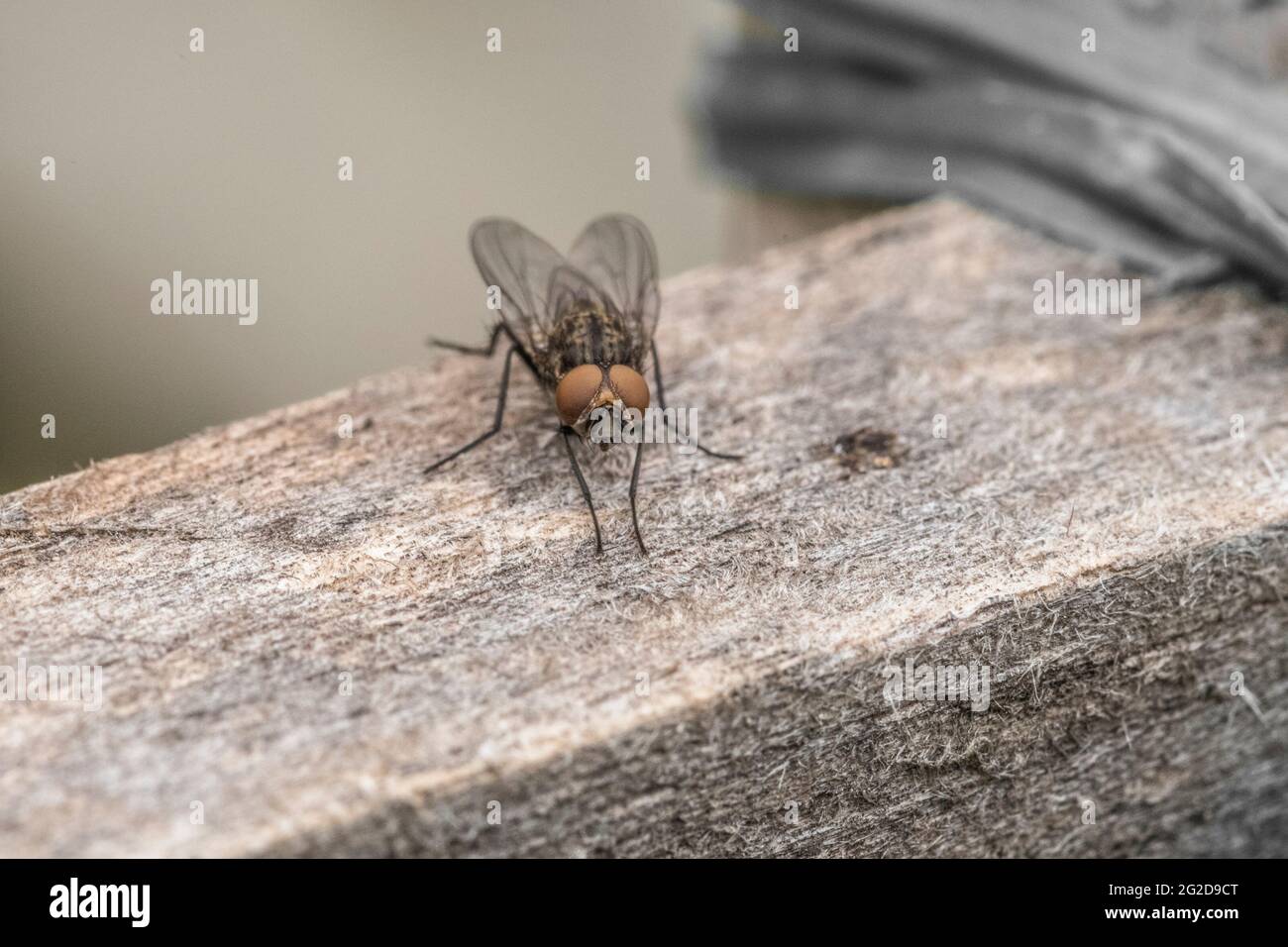 Esempio di mosca comune in primo piano Foto Stock