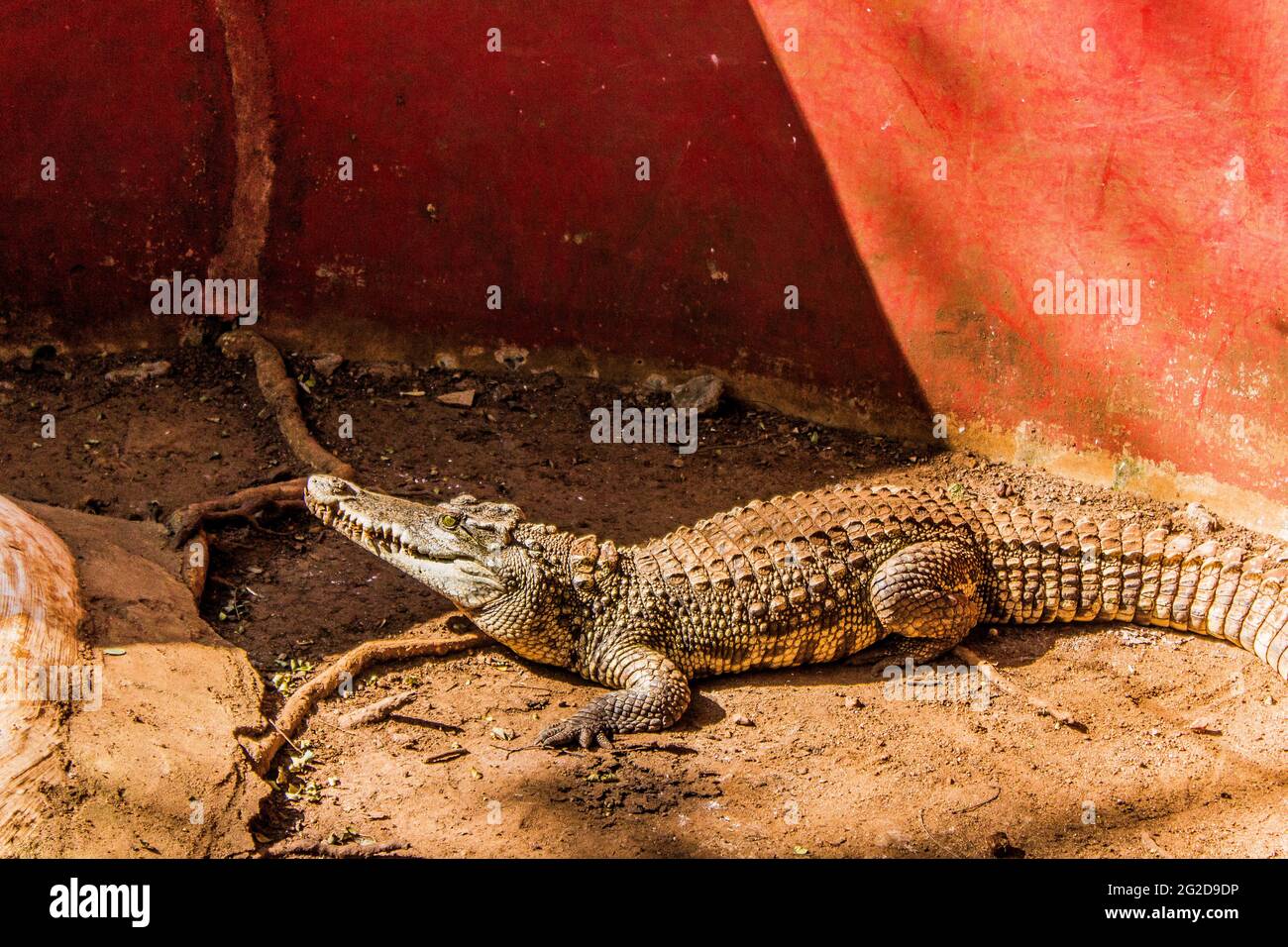 Coccodrilli seduti in un recinto a Chennai Foto Stock