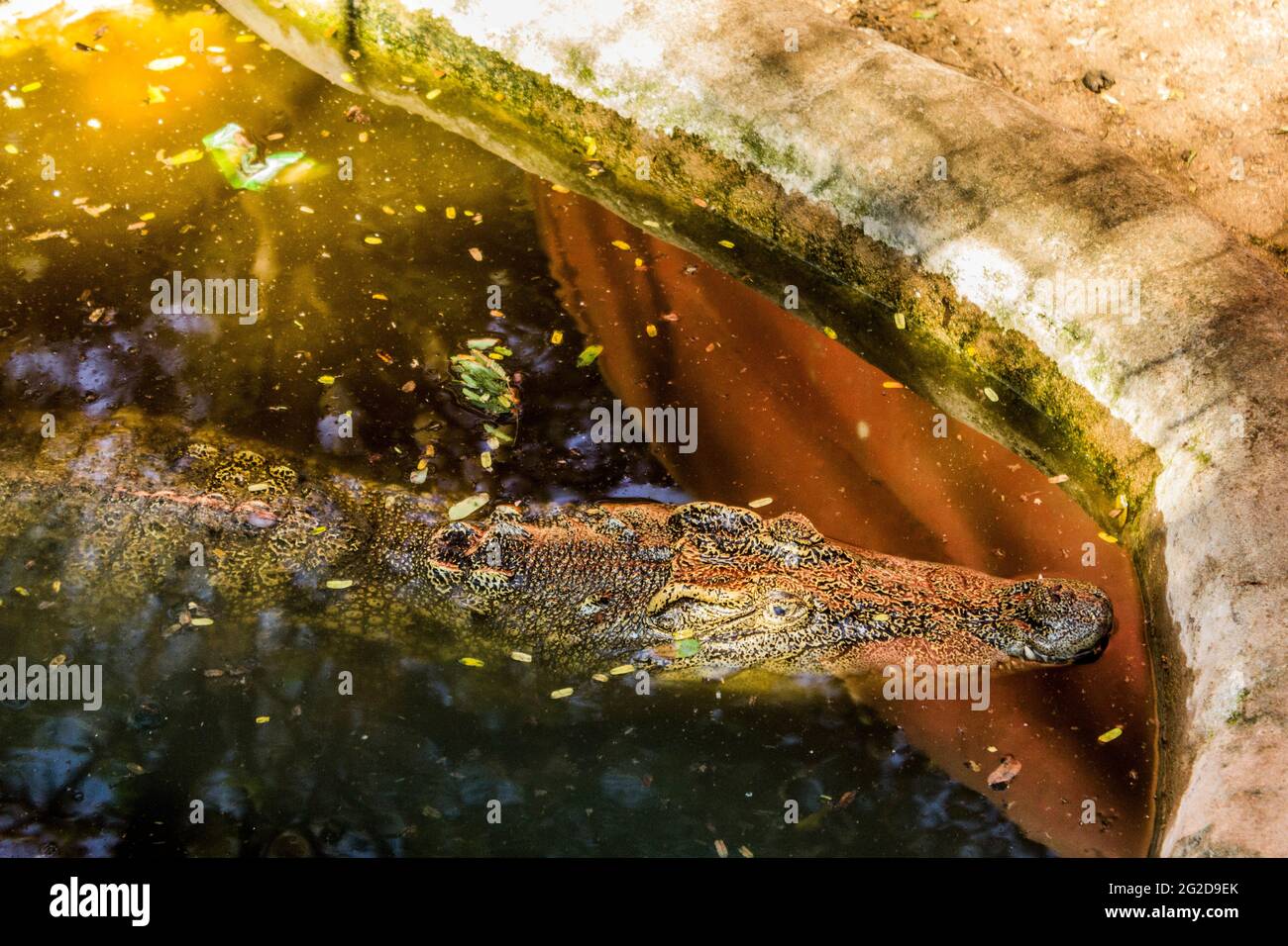 Coccodrilli seduti in un recinto a Chennai Foto Stock