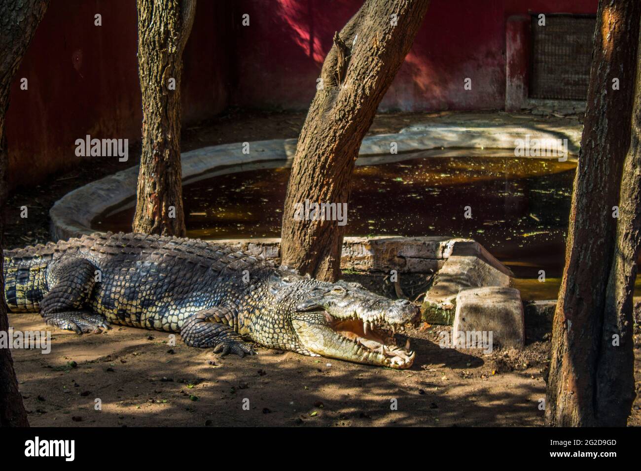 Coccodrilli seduti in un recinto a Chennai Foto Stock