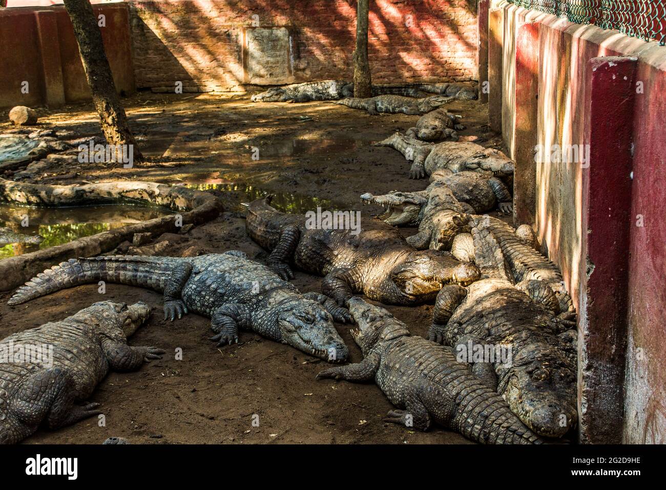 Coccodrilli seduti in un recinto a Chennai Foto Stock