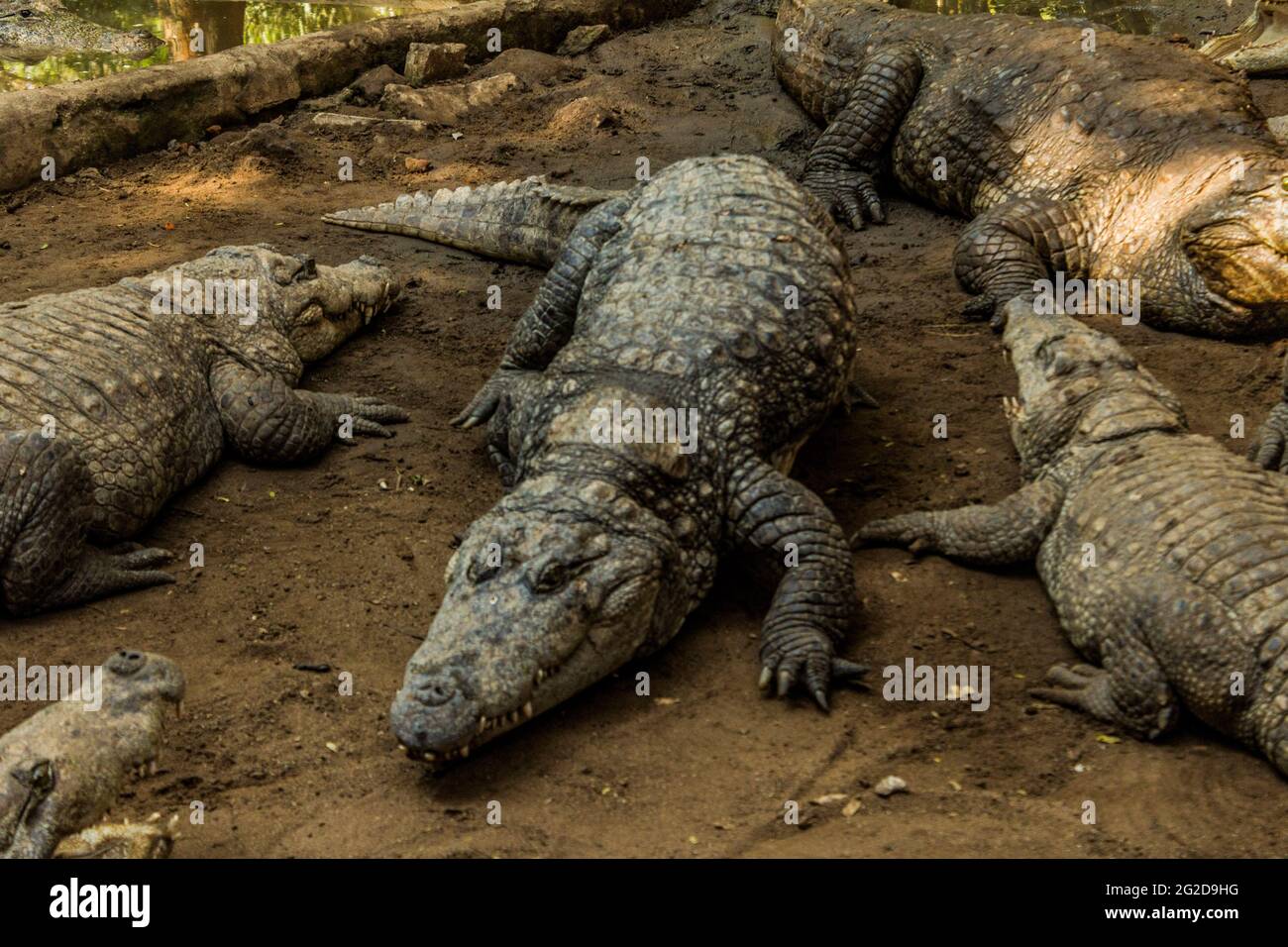 Coccodrilli seduti in un recinto a Chennai Foto Stock