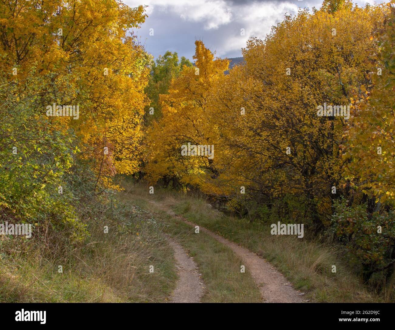 Autunno, autunno foresta. Un percorso attraverso la foresta di fogliame autunnale con foglie gialle. Foto Stock