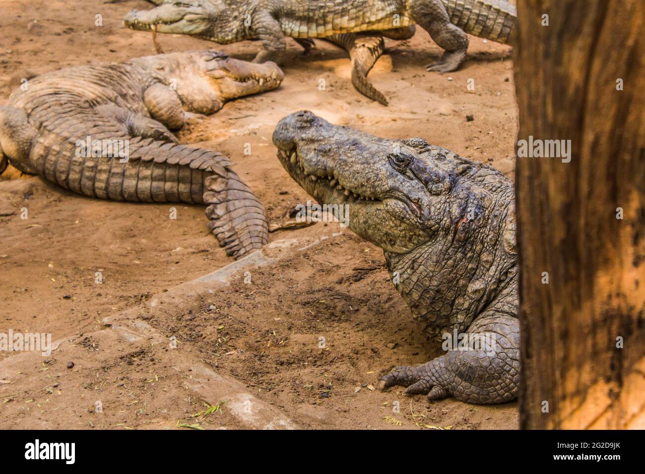 Coccodrilli seduti in un recinto a Chennai Foto Stock
