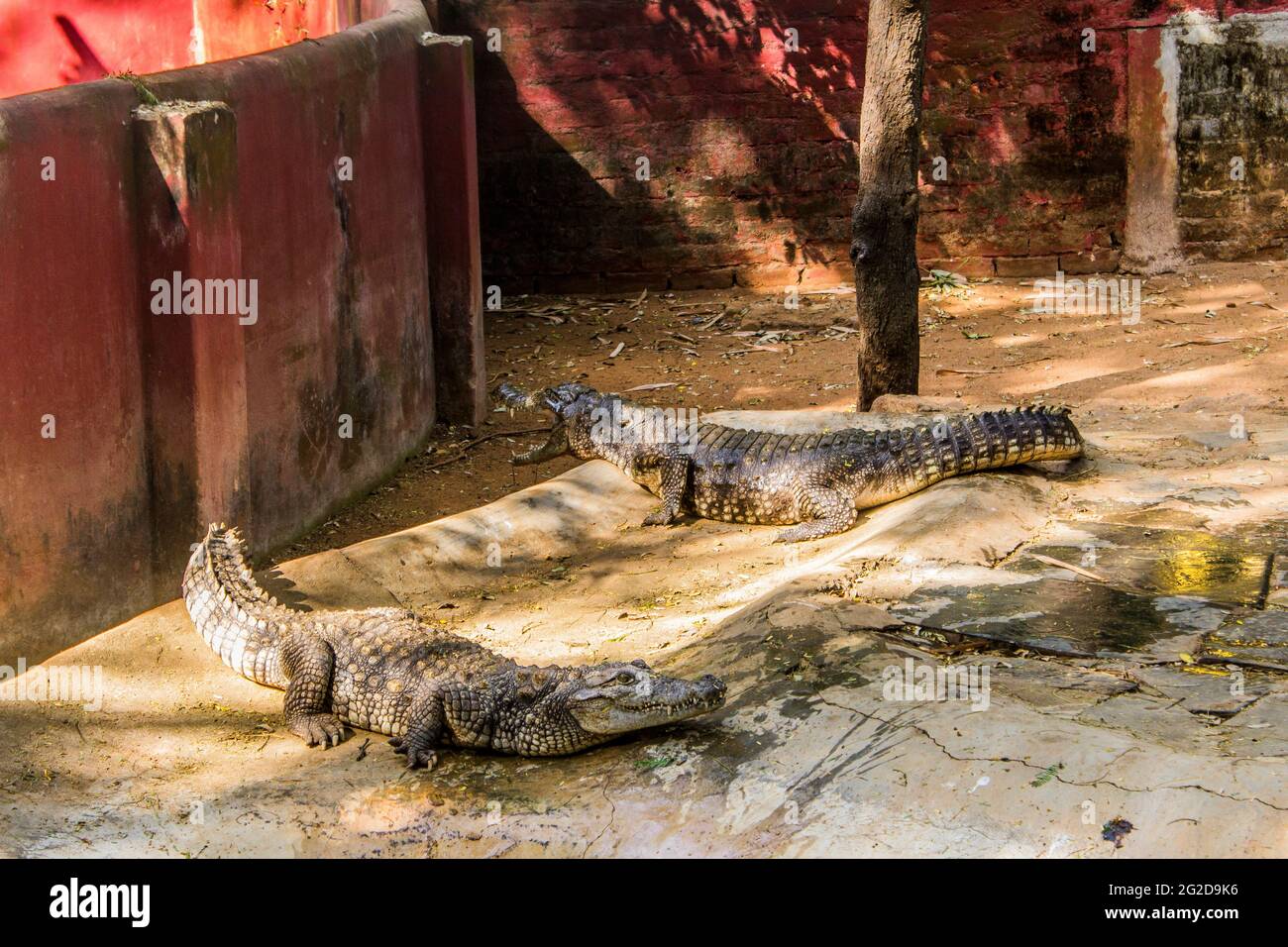 Coccodrilli seduti in un recinto a Chennai Foto Stock