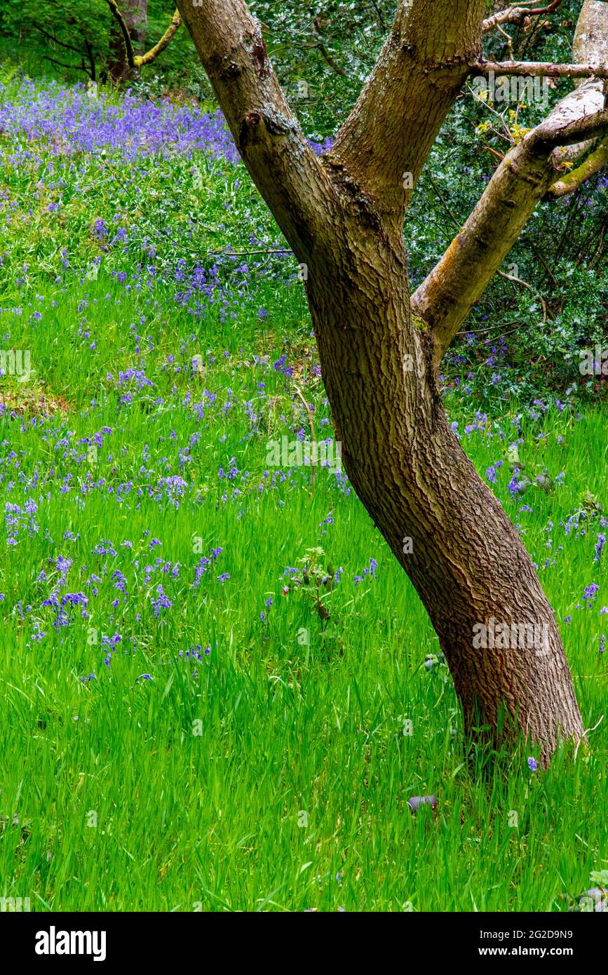 Bluebells che cresce nel bosco primaverile vicino Matlock nel Derbyshire Peak District Inghilterra Regno Unito Foto Stock