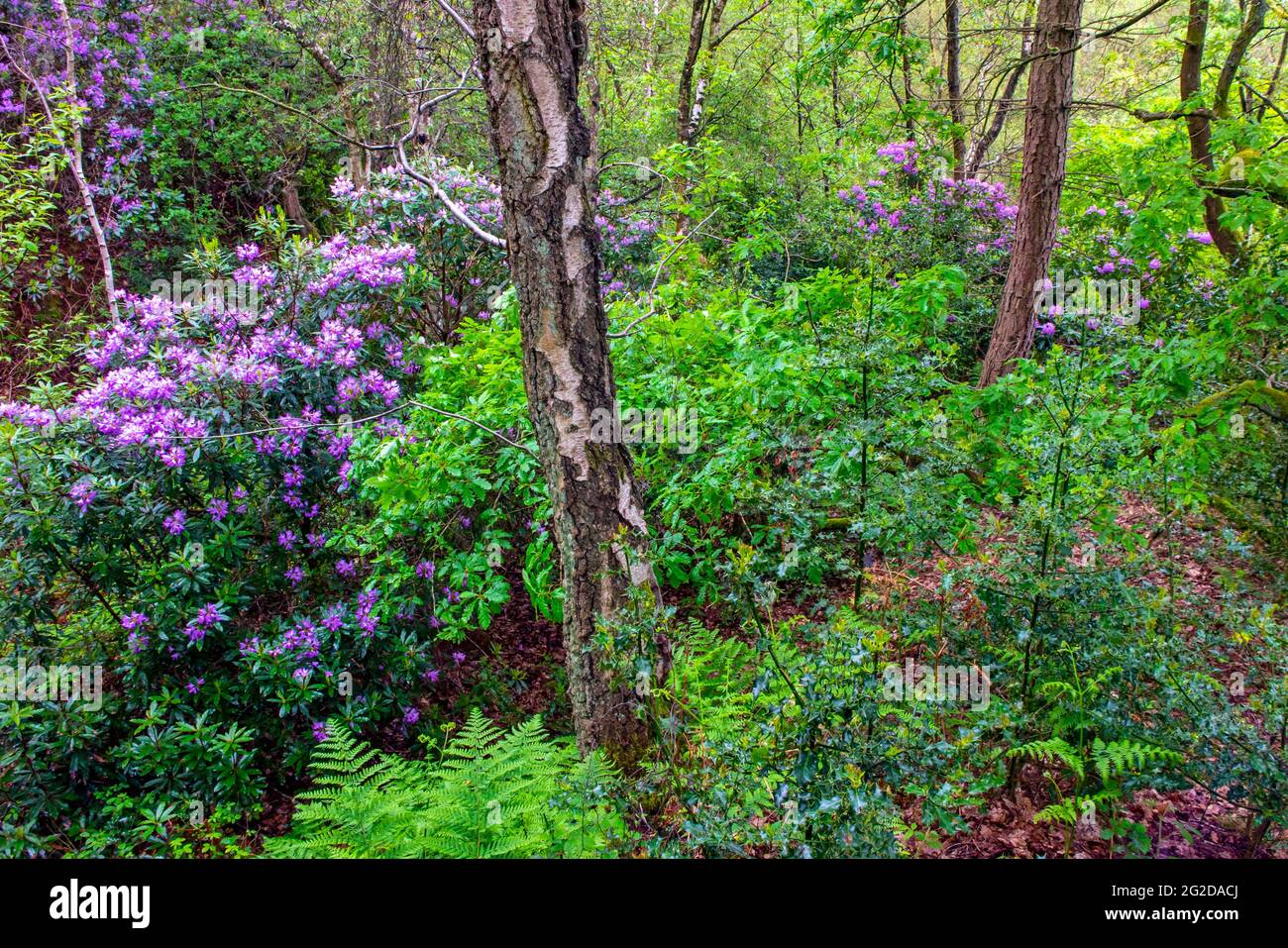 Alberi all'inizio dell'estate a Shining Cliff Woods sulla riva occidentale del fiume Derwent vicino Ambergate nel Derbyshire Peak District Inghilterra Regno Unito Foto Stock