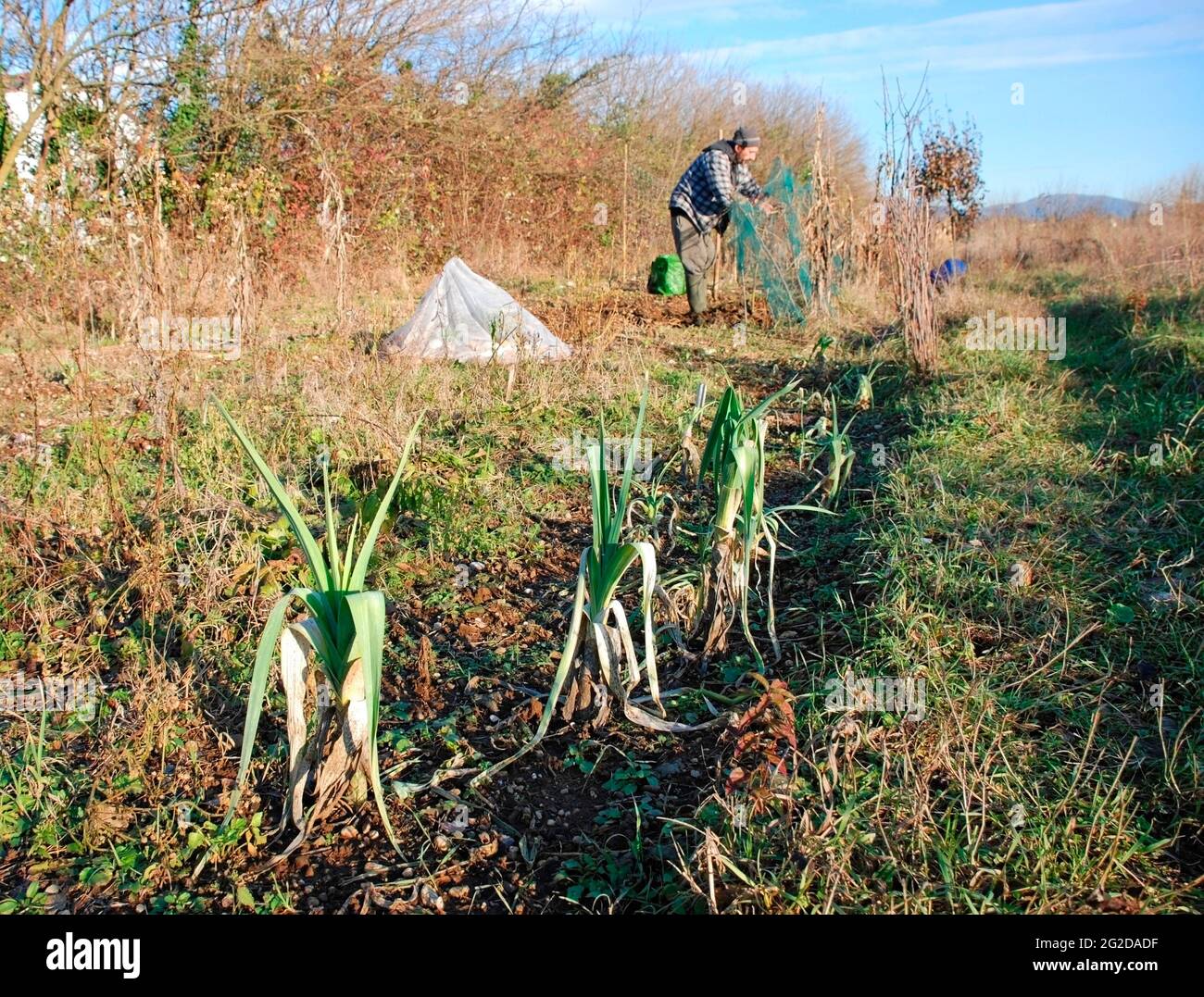 Un campo di metà inverno con porri che crescono in primo piano e un  contadino che tende le sue colture sullo sfondo. Provincia di Udine, Friuli-Venezia  Giulia, Italia Foto stock - Alamy