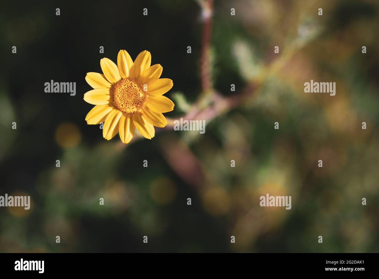 Un bel fiore gazania nel selvaggio con luce naturale del sole che illumina i petali gialli isolati su sfondo della natura offuscata con effetto bokeh Foto Stock