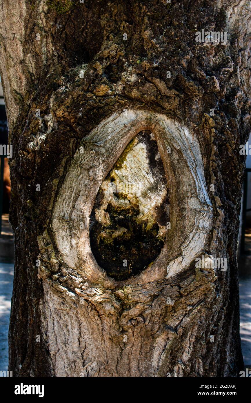 Primo piano di un albero cavo formato su tronco di pioppo che assomiglia all'utero di una donna Foto Stock