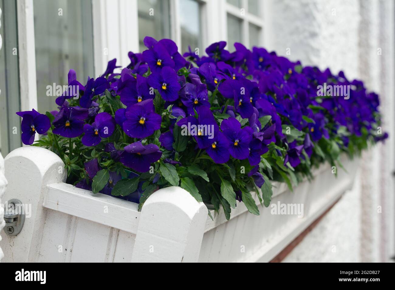 Great Missenden, Buckinghamshire, Regno Unito. 29 maggio 2021. Il giardinaggio è sulla tendenza in questi giorni dopo il blocco. La vita sta ritornando alla normalità nel villaggio di Great Missenden dopo la revoca di alcune delle restrizioni del Covid-19 anche se il villaggio è ancora più tranquillo del normale . Credito: Maureen McLean/Alamy Foto Stock