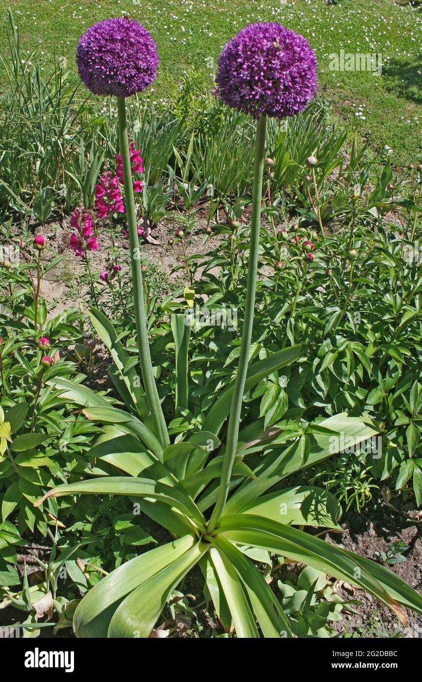 Allium hollandicum ‘sensazione viola’ Foto Stock