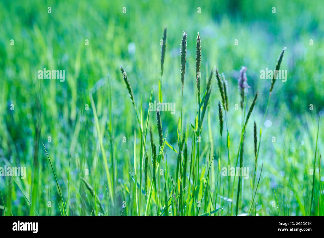 Campo di erba verde fresco su sfondo bokeh sfocato. Messa a fuoco morbida. Bella sorgente di luce solare o prato estivo. Paesaggio naturale della stagione primaverile o estiva Foto Stock