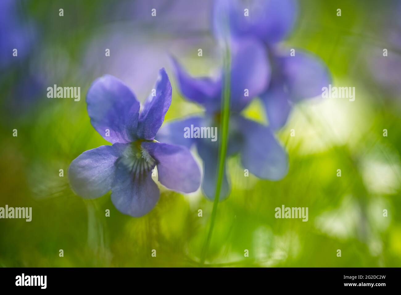 Violetti selvatici in natura. Primo piano di violetto comune. Messa a fuoco morbida. Natura sfondo. Viola dolce. Viola comune o viola da giardino Foto Stock
