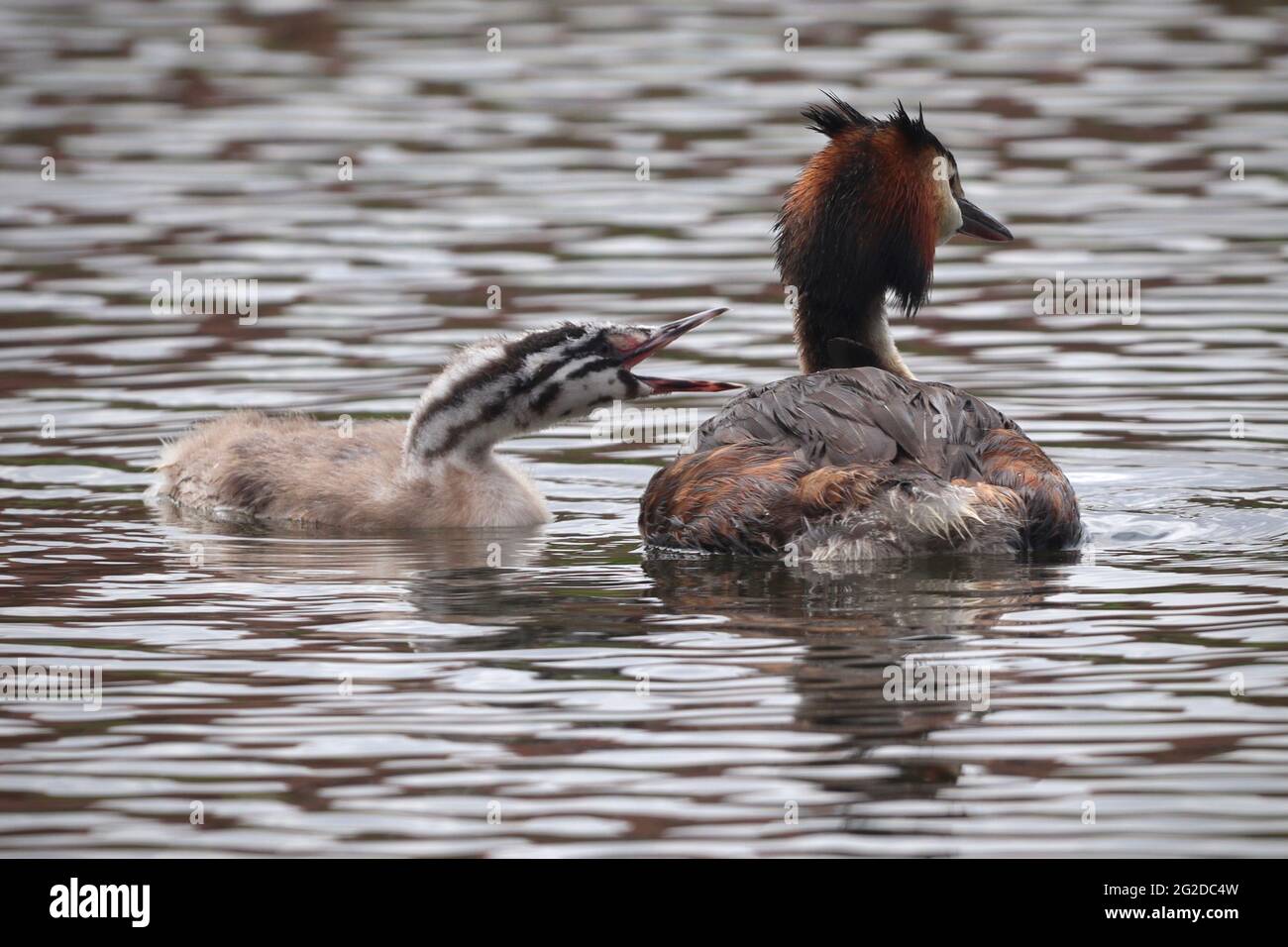 Adulto e Juvenile Grebe sul lago, Foto Stock
