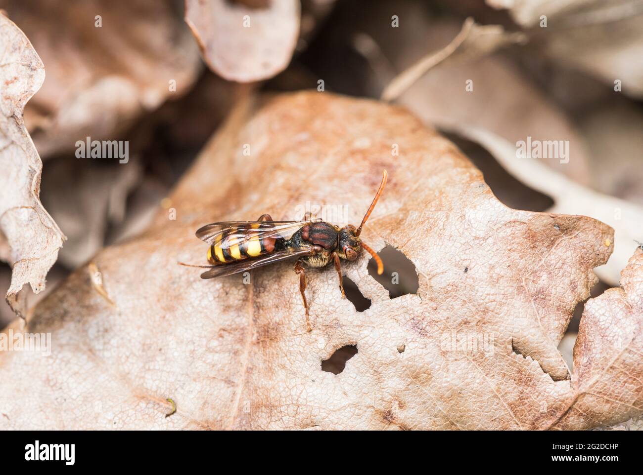 Flavous a riposo Nomad Bee (Nomada fava) Foto Stock