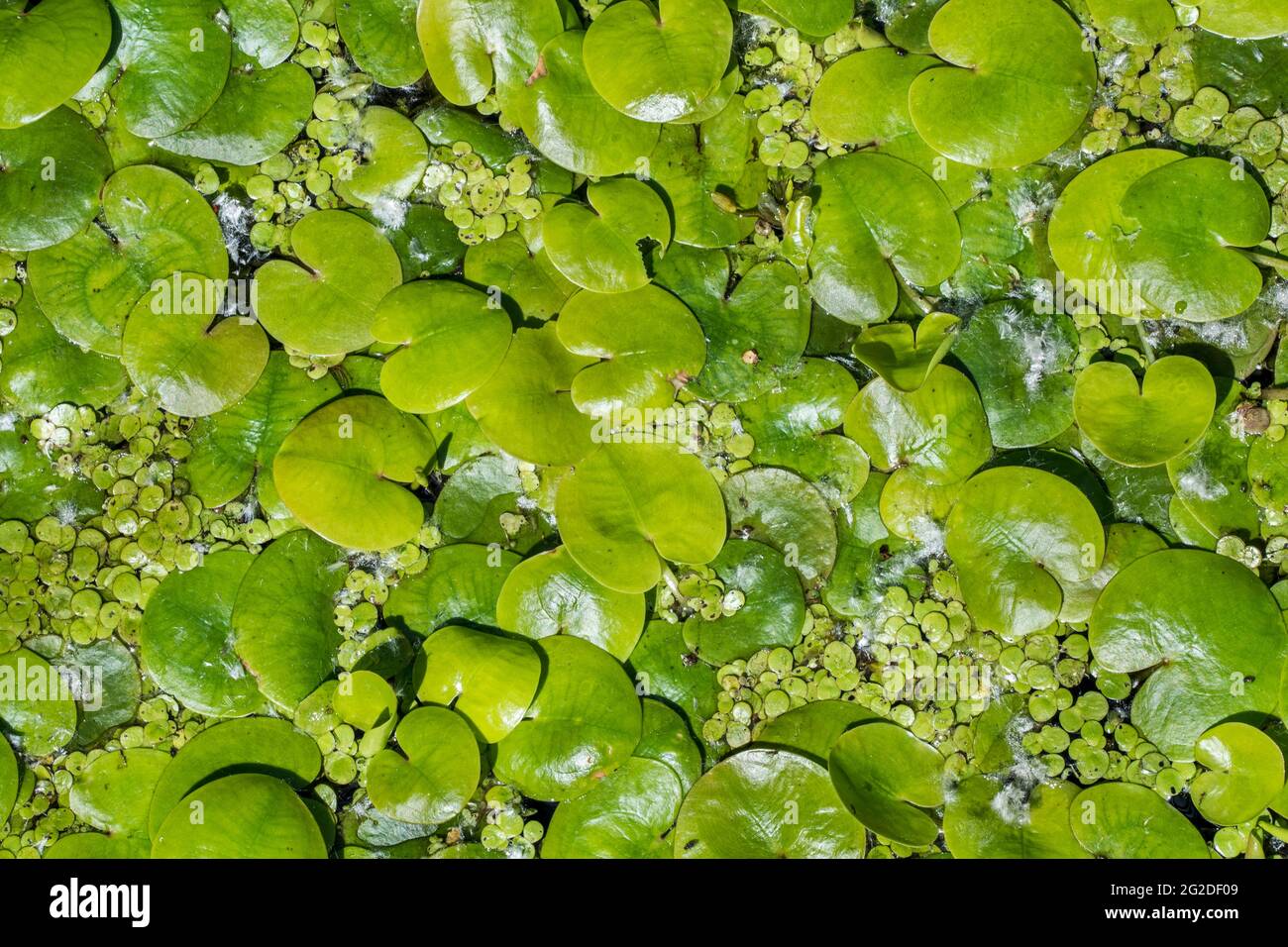 Frogbit / europeo rana-bit (Hydrocharis morsus-ranae) foglie galleggianti in stagno, nativo in Europa Foto Stock