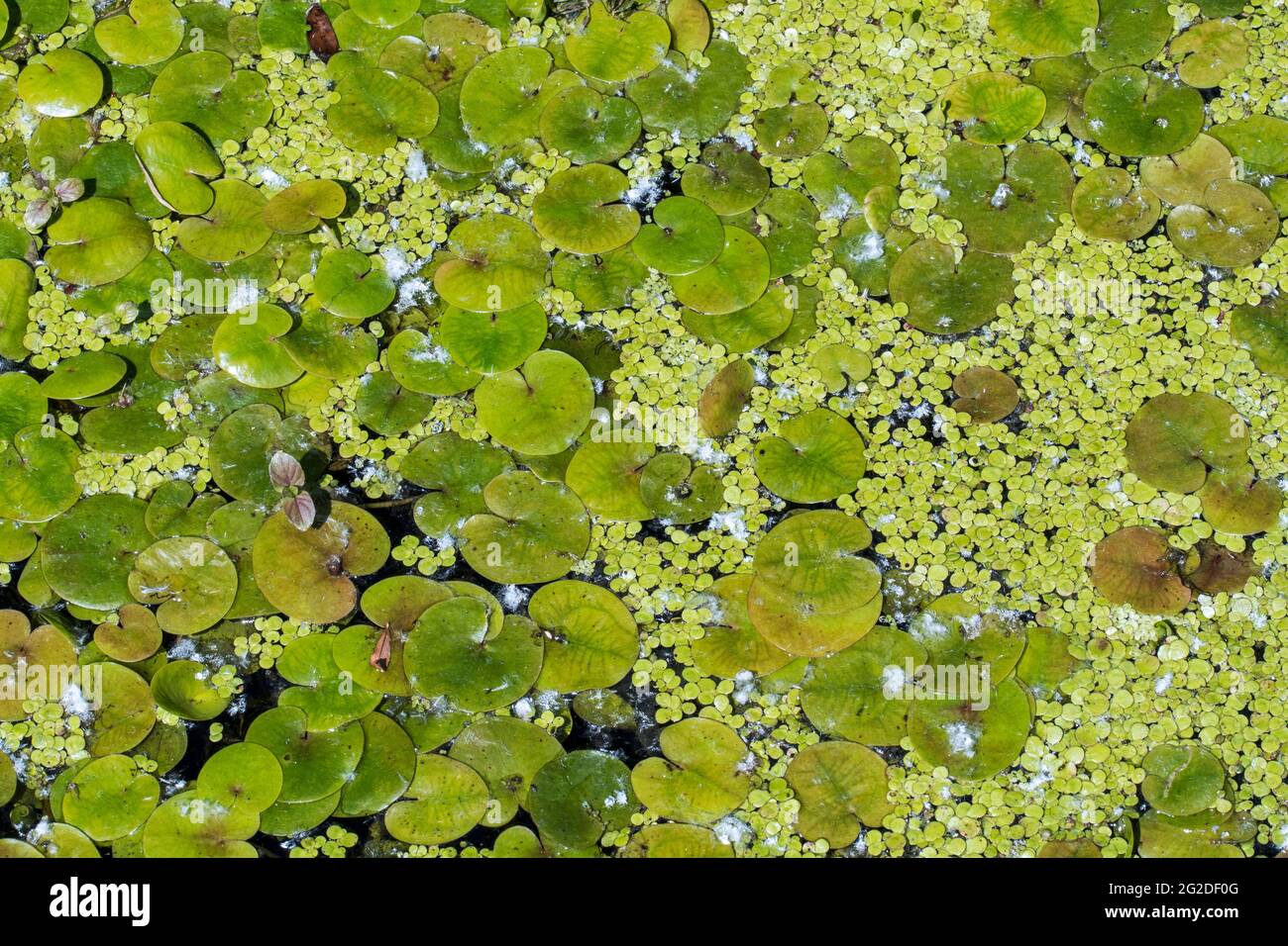 Anatre e rana / rana europea bit-bit (Hydrocharis morsus-ranae) galleggianti foglie in stagno, nativo in Europa Foto Stock