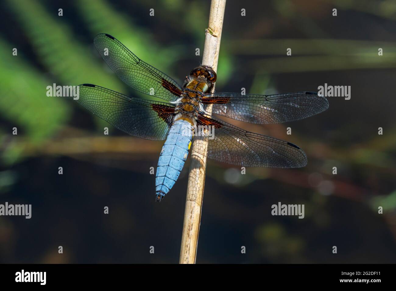 Chaser corposo / darter corposo (Libellula depressa) maschio appollaiato sul gambo, comune libellula nativo in Europa Foto Stock