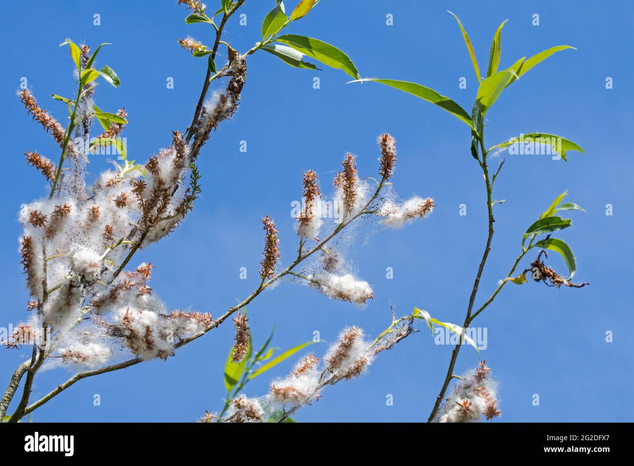 Salice bianco (Salix alba) che mostra le foglie e le cetriole femminili che producono i semi incorporati in giù bianco / lanugine in primavera Foto Stock