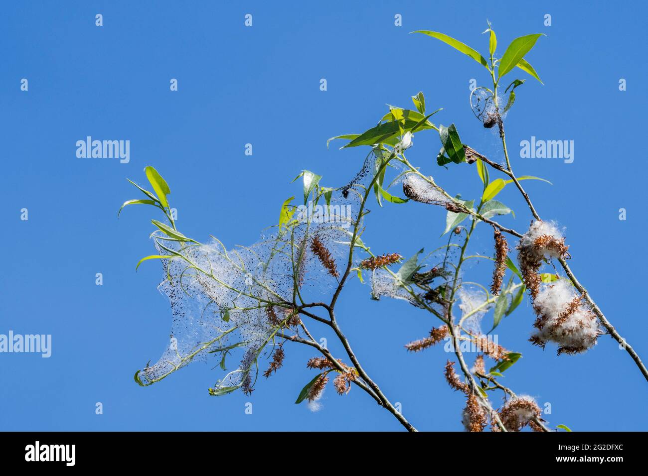 Salice bianco (Salix alba) che mostra le foglie e le cetriole femminili che producono i semi incorporati in giù bianco / lanugine in primavera Foto Stock