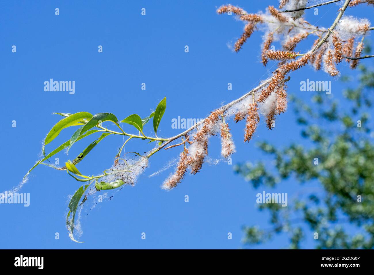 Salice bianco (Salix alba) che mostra le foglie e le cetriole femminili che producono i semi incorporati in giù bianco / lanugine in primavera Foto Stock