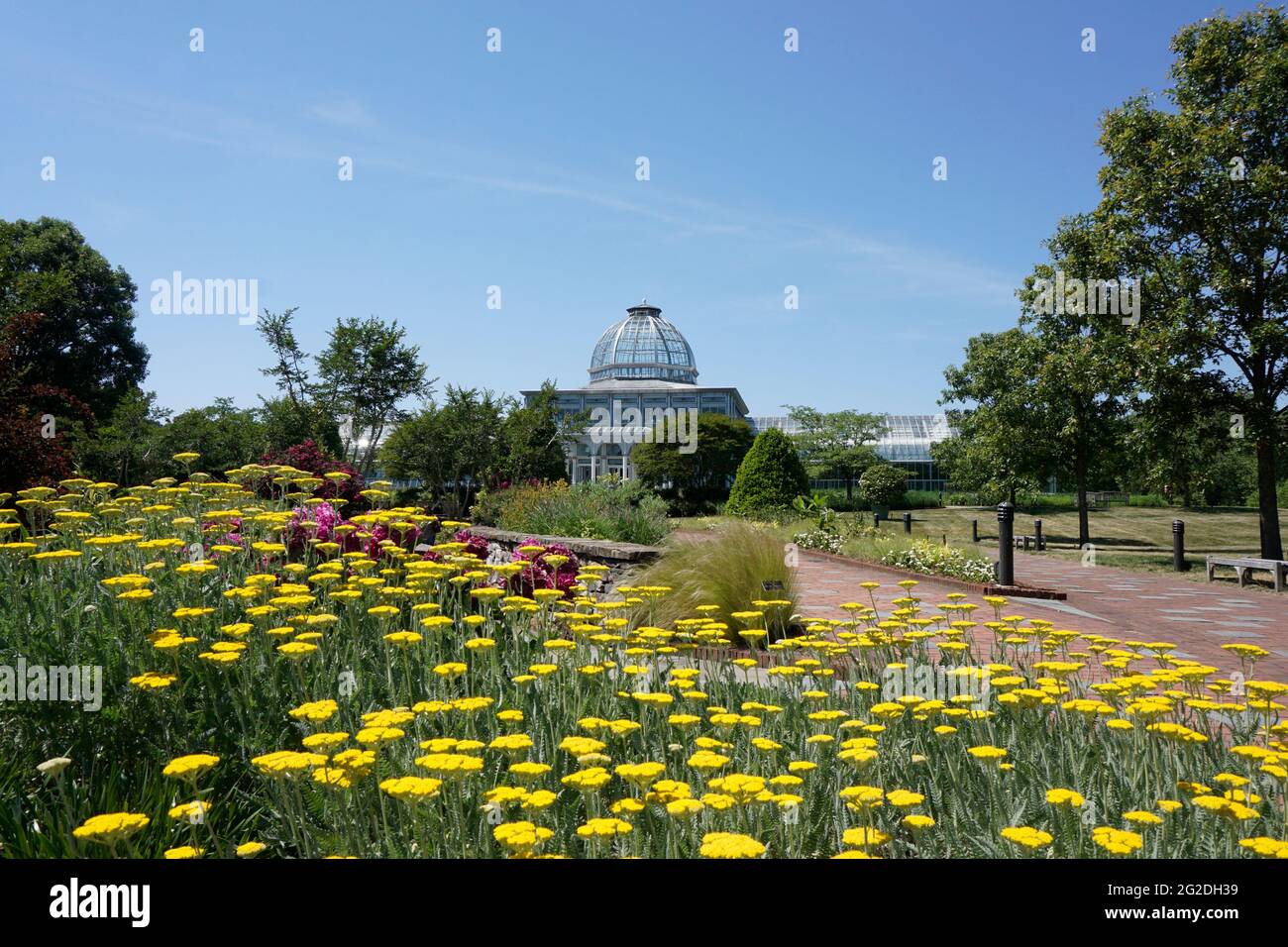 Giardino botanico Lewis Ginter con freccia gialla che fiorisce di fronte alla serra. Foto Stock