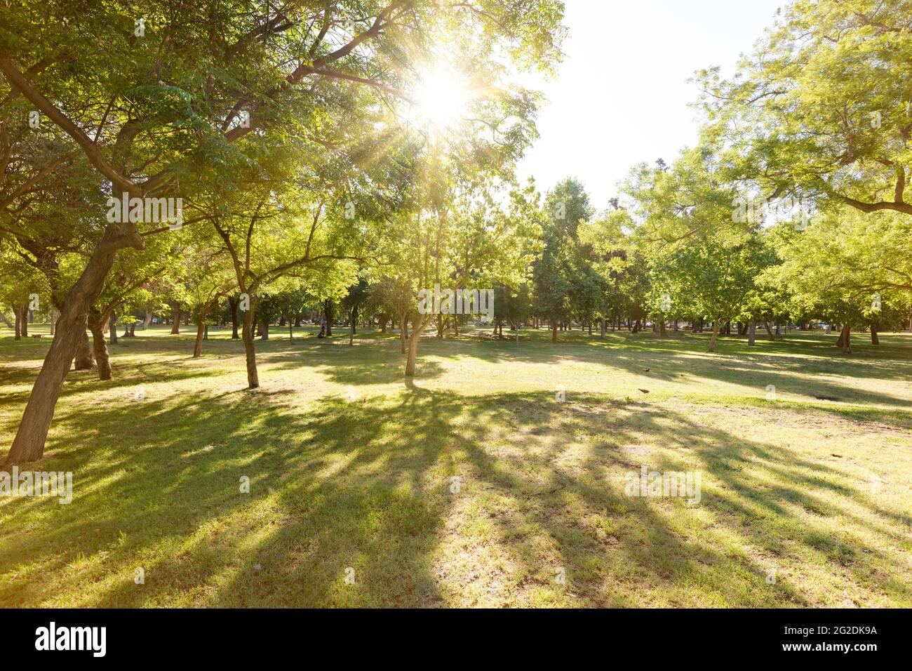 Le erbe e gli alberi al Parque O' Higgins, un sindaco parco urbano a downown, Santiago de Cile Foto Stock