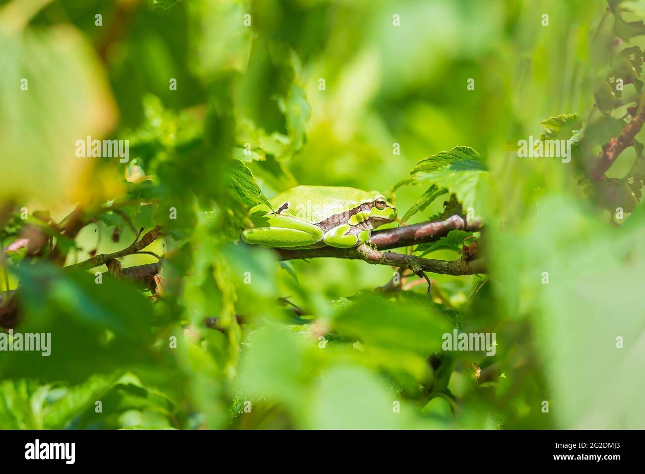 Primo piano di una piccola raganella Hyla arborea, Rana arborea, appoggiato in una boccola di blackberry riscaldamento fino al sole. Foto Stock